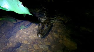 Kayaking at night with crocodilians in the Rainforest 🇵🇦