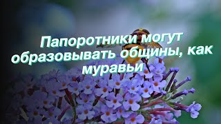 Папоротники могут образовывать общины, как муравьи