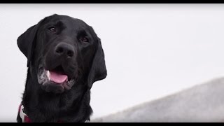 Sónia e Hugo educam Lucas, um cão para ajudar quem precisa