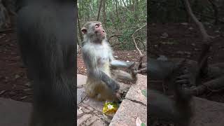 ایشون مدیتیشن میکنند اما شما نه😂😜🥰#ایران #ایرانگردی #monkey