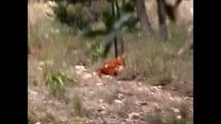 Bexar's Chicken Race