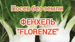 Посев семян Фенхеля "Florence" без земли в самокрутку!