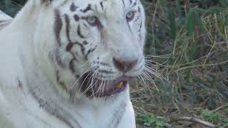 The Magnificent King of Forest in White Color - White Tiger