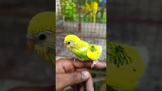 Bajari cute baccha #shorts #love #viral#video