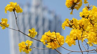 Yellow trumpet flowers blossom in Guangzhou