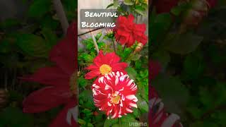 Beautiful Blooming #viral  #viralshorts #viralshort #shorts #short #shortvedio #viralvedio