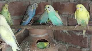 Excellent budgie farm colony ~ Colorful Budgie parrots বাজারিগার পাখির ডাক ও পাখির গান