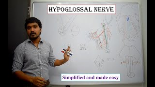 Hypoglossal nerve Anatomy - Simplified and made easy