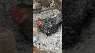 Birds of YouTube ##youtubeshorts #chicken ##birds #viralshorts