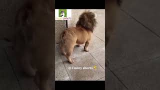 Funny dog shorts video original, funny shorts, #shorts