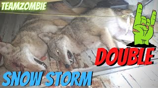 Coyote hunting double in a snow storm