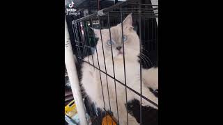 Ragdoll Breed Cat na super tamad  hahahaha