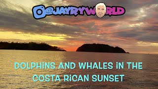 WOW Wild Dolphins and Whale Sightings in Costa Rica - Sunset Snorkel trip from Playa Flamingo