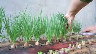 Idea of ​​​​growing onions on a banana tree without using soil | Growing big, fat green onions