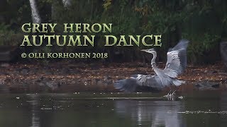 Strange Lonely Autumn Dance of a Young Grey Heron - La Danse d’un Jeune Héron Cendré Seul