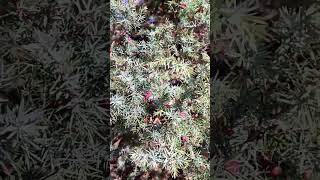 6 ноември 2024 г. Червена Хвойна,Juniperus oxycedrus,смрика,Хижа Марциганица,Добростан,Родопи.