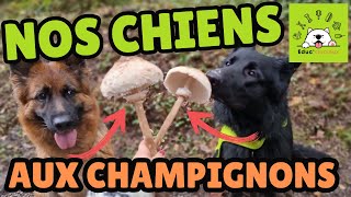 🌿🐾 Découvrez les Champignons avec Votre Chien ! 🍄🌟