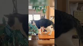 Animali Più Divertenti Del 2023😂 Video Di Cani e Gatti Divertenti😺🐶