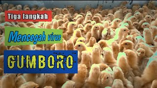 WAJIB TAU !! 3 cara mencegah virus gumboro ayam petelur