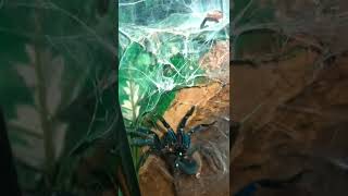 FEEDING TIME! Green Bottle Blue Tarantula (Salem) Catches A Cricket SUPER FAST #shorts