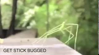 Get stick bugged