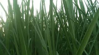 Super Napier grass in Pakistan,Super Napier grass,Super Napier  farming in Pakistan 03467421356-LYXP