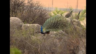 PeacockDancing29Apr20