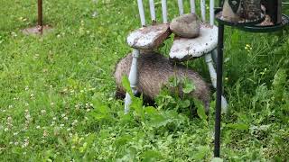 Badger in our garden.