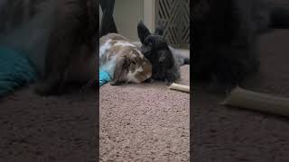 Funny Chill bunnies *Carl the Holland Lop & Midnight the Netherland Dwarf* #cutebunnies