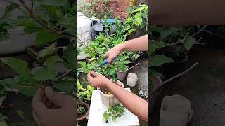 Hard Pruning Bougainvillea Plant #shorts #trending #ytshort #trendingshorts