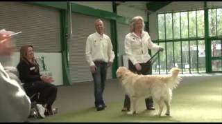 BEST DOG TRAINING WORKSHOPS