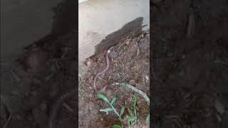 Huge Worm! 😲 #Worms #Gardening #BackYardGardening #OurOkieLife