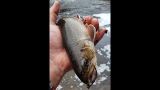 FLY FISHING MAINE BROOK TROUT in March with an ORVIS SUPERFINE CARBON!