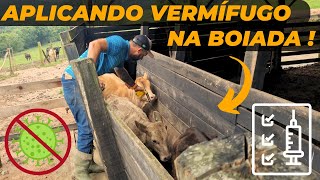 Aplicando Vermífugo na Boiada !