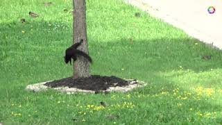 Naughty Squirrel Spilled over the Wood Chips