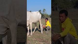 Champion of breeding cows with dogs