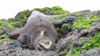 Marine iguana