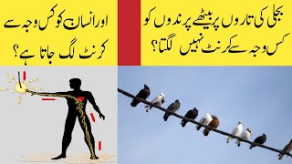 Why Birds don't get shocked on electric power lines & Why get shocked at human