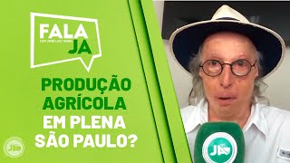 Produção agrícola em plena São Paulo?