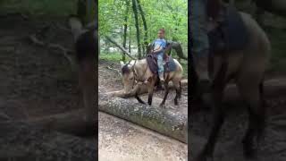 horse training #youtubeshorts #shorts #animal #horse #ridding #jungle #viral #best