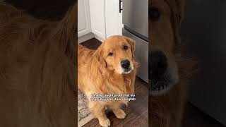 This Dog Can Understand English! #cute