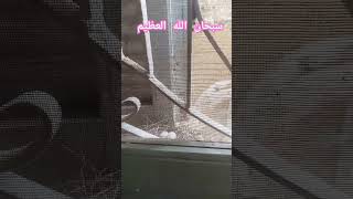 سبحان الله وبحمده #الله #الله_اكبر #الله_أكبر #سبحان_الله #سبحان_الله_وبحمده #اكسبلور #سبحان #عجائب