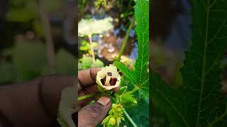 என்ன செய்யது இவனை 🥺😓😓😓🥺🐞🐞🐞🐞🐞 #vivasaye #farming #vivasayee #agriculture #vivasaayi #vellore