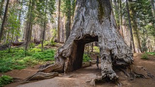 Giant Sequoia Update - Growing in Midwest