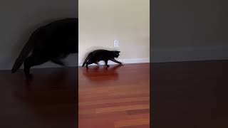 Black Cat Passes Two Soccer Balls During Practice!