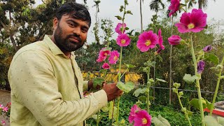 hollyhock flower अब अपने छत पर उगाए #hollyhock #flowers #testafarming #roofgarden