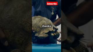 Turtle  saved  from  barnacles #shorts