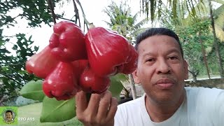 KEBUN JAMBU MADU DALAM PASU SEDANG BERBUAH