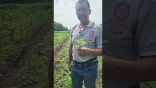 Conozcan esta planta de alto valor nutricional. Verdolaga