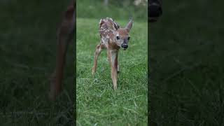 Whitetail Fawn Appreciation! #Shorts